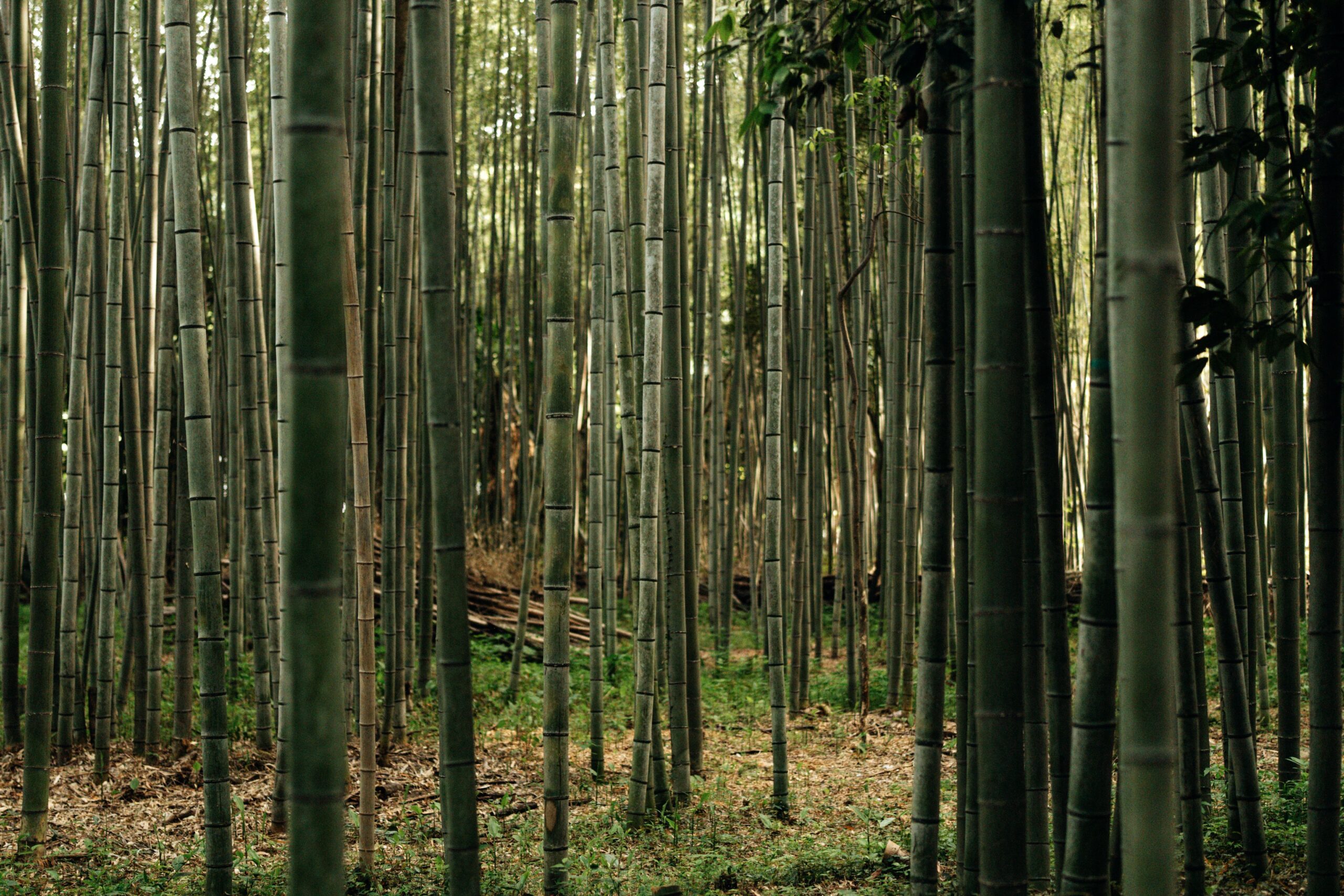 Pexels, Faruk Tokluoğlu, Kyoto, Japan