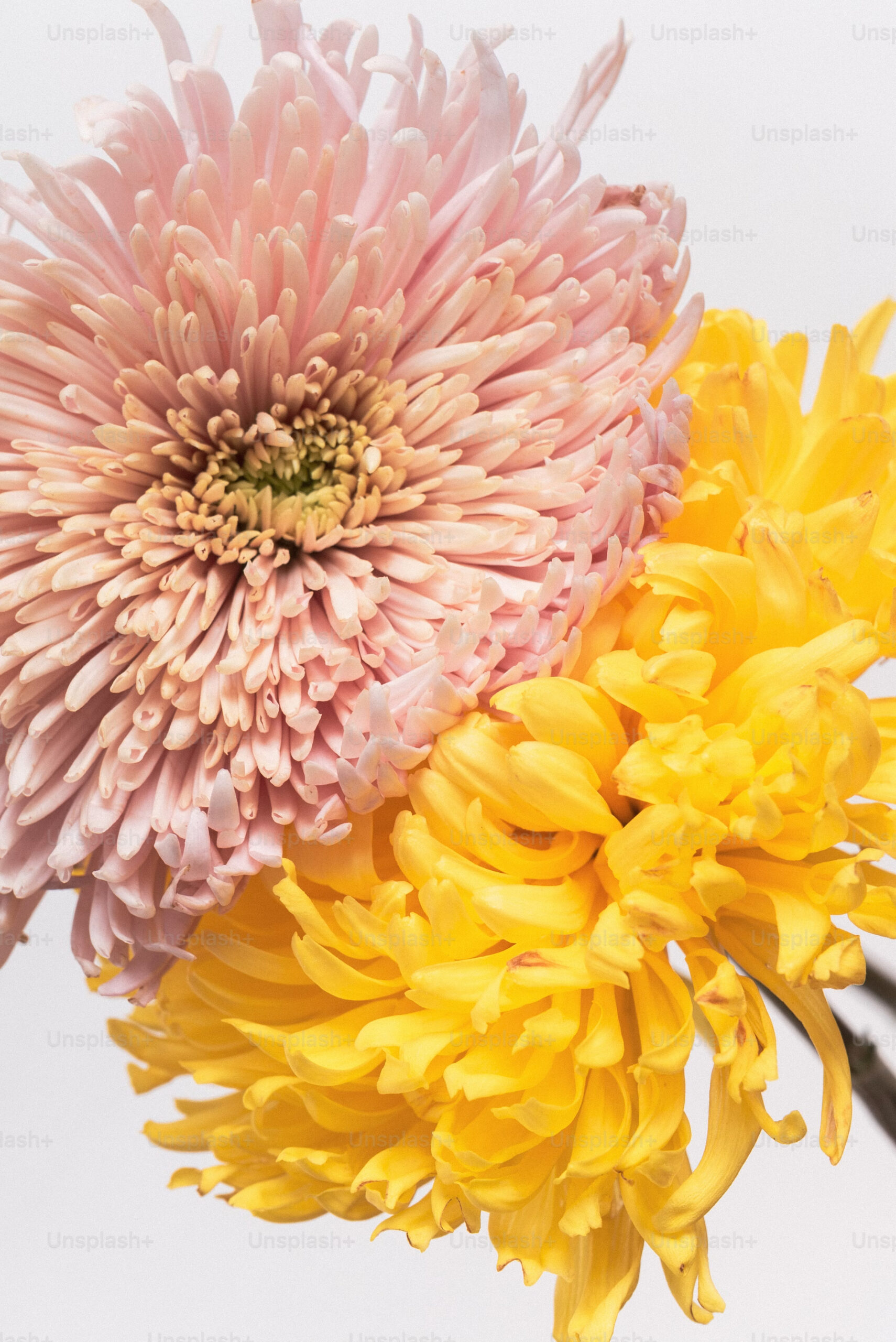A couple of flowers that are in a vase | Source: Unsplash